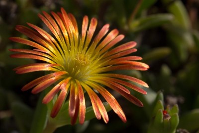 Delosperma 'Wheels of Wonder - Fire Wonder' 1.jpg