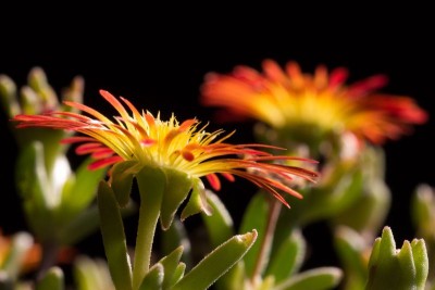 Delosperma 'Wheels of Wonder - Fire Wonder' 2.jpg