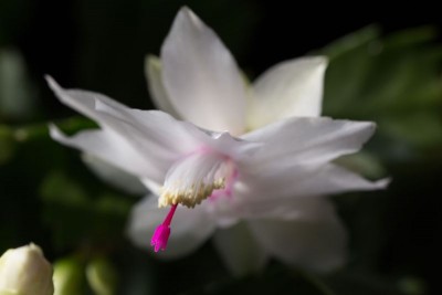 Schlumbergera weiß.jpg