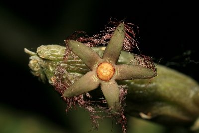 Rhytidocaulon ciliatum (Tom McCoy) 001.JPG