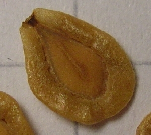 Huernia.stapelioides.einzeln.jpg