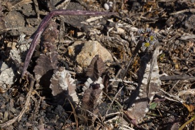 Caralluma burchardii b.jpg