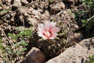 Gymnocalycium mostii RB3002 - westl. Ascochinga, Rio Carape, Cordoba 755m