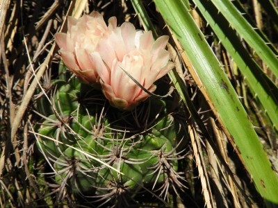 Gymnocalycium mostii RB3003 - westl. Ascochinga, Cordoba 853m