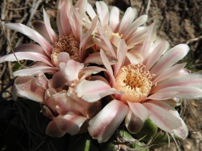 Gymnocalycium mostii RB3008 - Tres Cascadas, Cordoba 990m