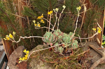 Sedeveria ´Hummelii´ 2009-76; Crassulaceae (4).jpg
