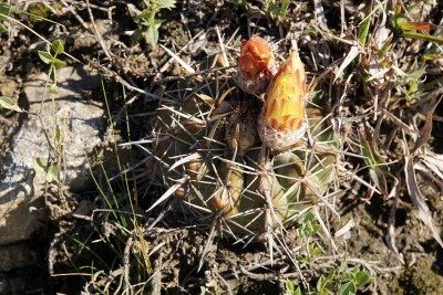 Notocactus submammulosus RB3014 - zwischen Ascochinga und La Cumbre, Cordoba 1480m