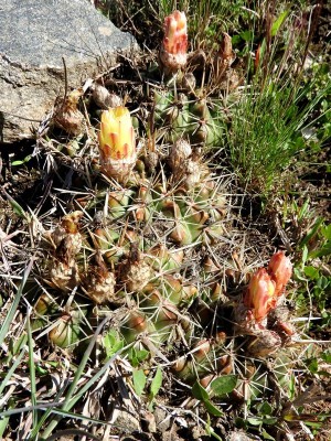Notocactus submammulosus RB3014 - zwischen Ascochinga und La Cumbre, Cordoba 1480m