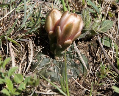 Gymnocalycium amerhauseri RB3012 - zwischen Ascochinga und La Cumbre, Cordoba 1465m