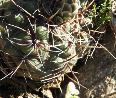 Gymnocalycium amerhauseri RB3015 - zwischen Ascochinga und La Cumbre, Cordoba 1480m