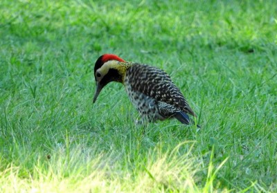 Grünbindenspecht - Colaptes melanochloros