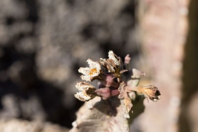 Caralluma burchardii.jpg