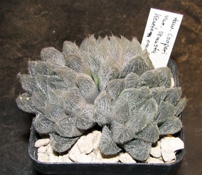 Haworthia cooperi var. venusta<br />Kenton on sea, RSA