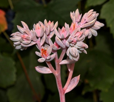 Graptoveria ´Debbi´ 2009-224; Crassulaceae (4).jpg
