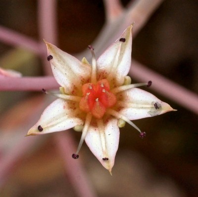 Graptosedum ´Merlin´; Crassulaceae (4).jpg