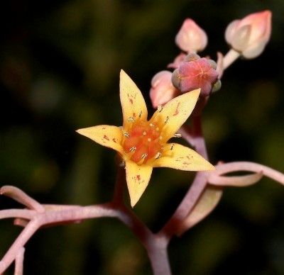 Graptoveria ´Pik Ruz´ 2009-182; Crassulaceae (1).jpg