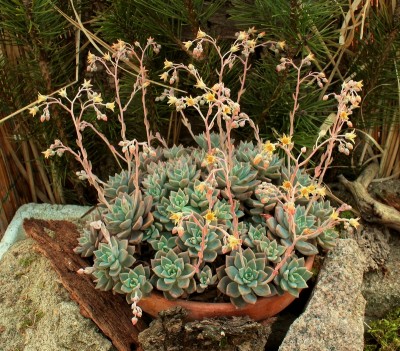 Graptoveria ´Pik Ruz´ 2009-182; Crassulaceae (2).jpg