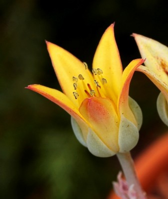 Graptoveria ´Titubans´; Crassulaceae (1).jpg