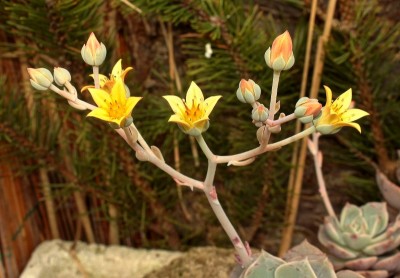 Graptoveria ´Titubans´; Crassulaceae (3).jpg