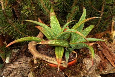 Aloe 2010-183; Xanthorrhoeaceae (1).jpg