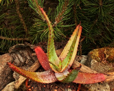Aloe 2010-256; Xanthorrhoeaceae (1).jpg