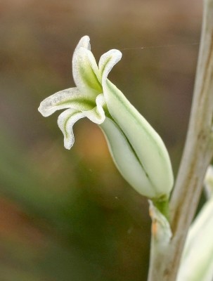 Haworthia decipiens 1999-63-3971-1; Xanthorrhoeaceae (2).jpg