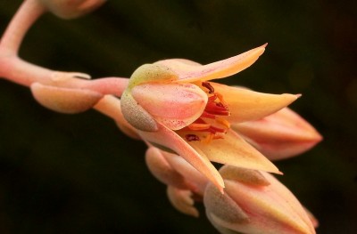 Graptoveria ´Albert Baynes´ 2009-206; Crassulaceae (4).jpg