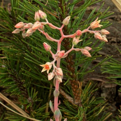 Graptoveria ´Albert Baynes´ 2009-206; Crassulaceae (3).jpg