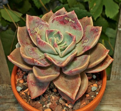 Graptoveria ´Albert Baynes´ 2009-206; Crassulaceae (2).jpg