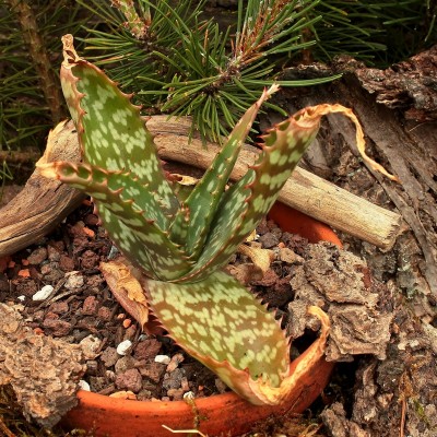 Aloe brandraaiensis 2012-106; Xanthorrhoeaceae (1).jpg