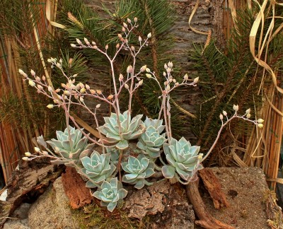 Graptoveria ´Fantôme´ 2009-304; Crassulaceae (4).jpg