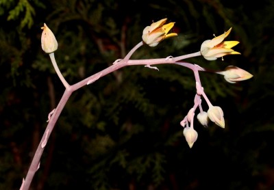 Graptoveria ´Fantôme´ 2009-304; Crassulaceae (1).jpg