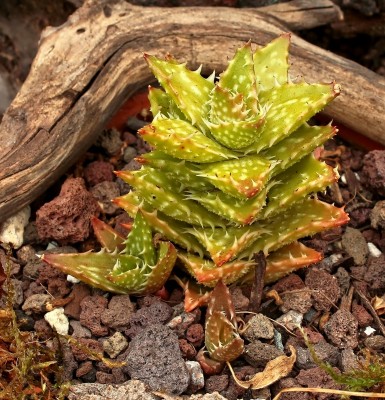 Aloe juvenna (1).jpg