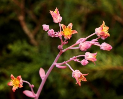 Graptoveria ´Phaeton´ 2009-188-3789-1; Crassulaceae (2).jpg