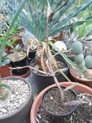 Euphorbia platyclada ganze Pflanze