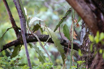 Epiphyllum.jpg