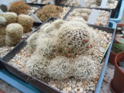 Sulcorebutia hertusii PHA 177KF 1-2016-1.JPG