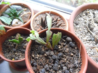 Hatiora epiphylloides I-Zimmerfenster 2016.JPG