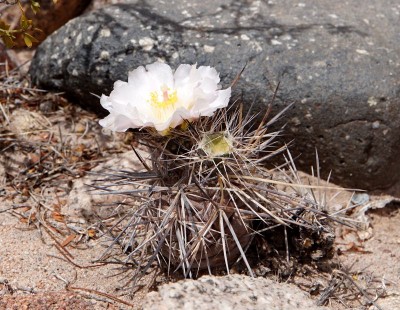 Tephrocactus alexanderi f.fiambalense RB3259 - westl. Palo Blanco, Catamarca 2151m