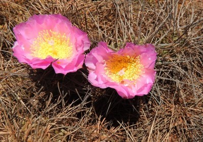 Tephrocactus alexanderi RB3340 - Cuesta de Miranda, Ostseite, La Rioja 1783m