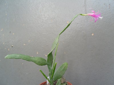 Disocactus biformis 2016-2.JPG