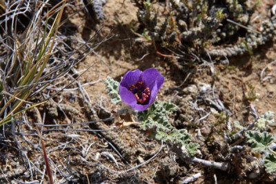 Neobaclea_crispifolia.jpg