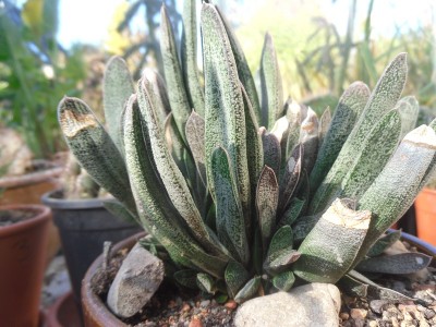 Gasteria baylissiana 2015-3.JPG