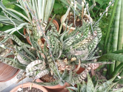 Gasteria bicolor var bicolor 2015-11.JPG