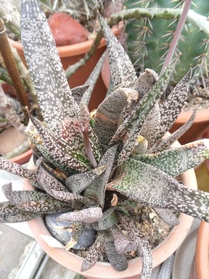 Gasteria ellaphieae 2015-6.JPG