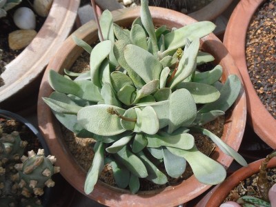 Gasteria glomerata 2015-3.JPG