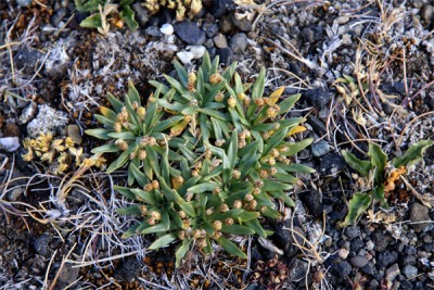 Plantago_correae.jpg