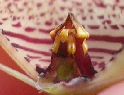 Huernia.mcoyi.gymno5.jpg