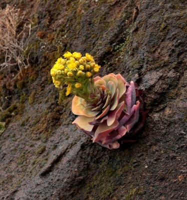 Aeonium diplocyclum; Crassulaceae (4).jpg