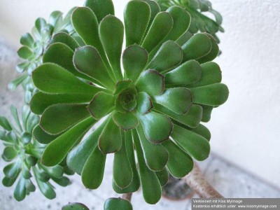 Aeonium Rosette_klein.jpg